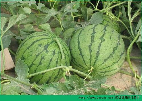 夏天吃无籽瓜好吗,无籽瓜的食用益处与挑选技巧